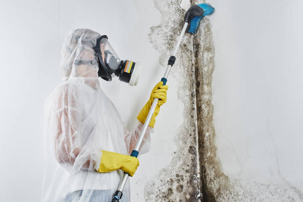 Best Commercial Mold Removal  in Yukon, OK