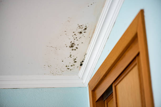 Best Emergency Mold Removal  in Yukon, OK