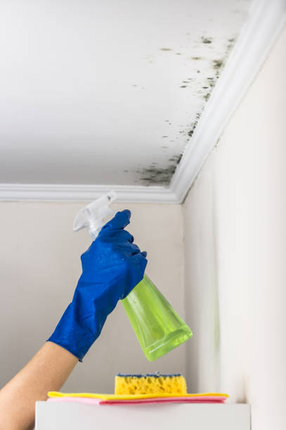 Trusted Yukon, OK Mold Removal Experts